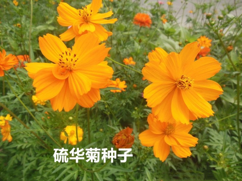 硫华菊种子发芽快花期长净籽6-8斤/亩