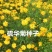 硫华菊种子发芽快花期长净籽6-8斤/亩