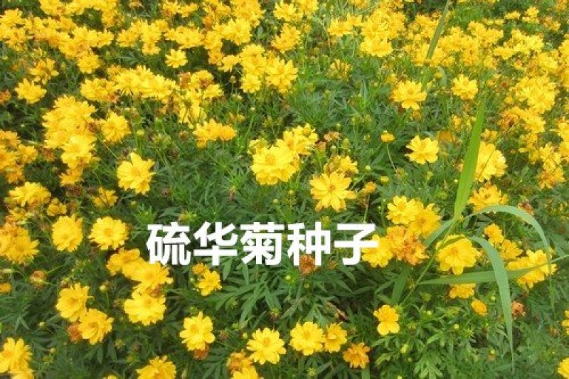 硫华菊种子发芽快花期长净籽6-8斤/亩