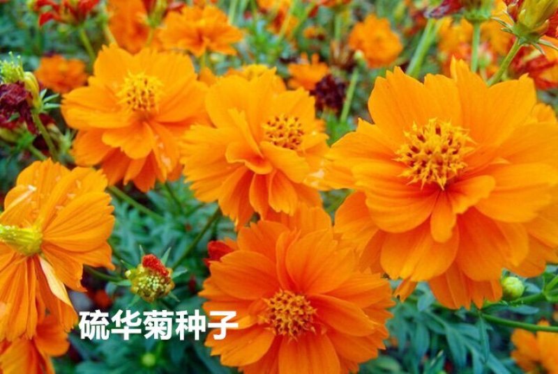 硫华菊种子发芽快花期长净籽6-8斤/亩