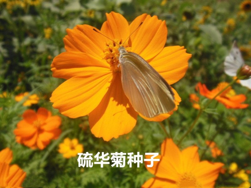 硫华菊种子发芽快花期长净籽6-8斤/亩