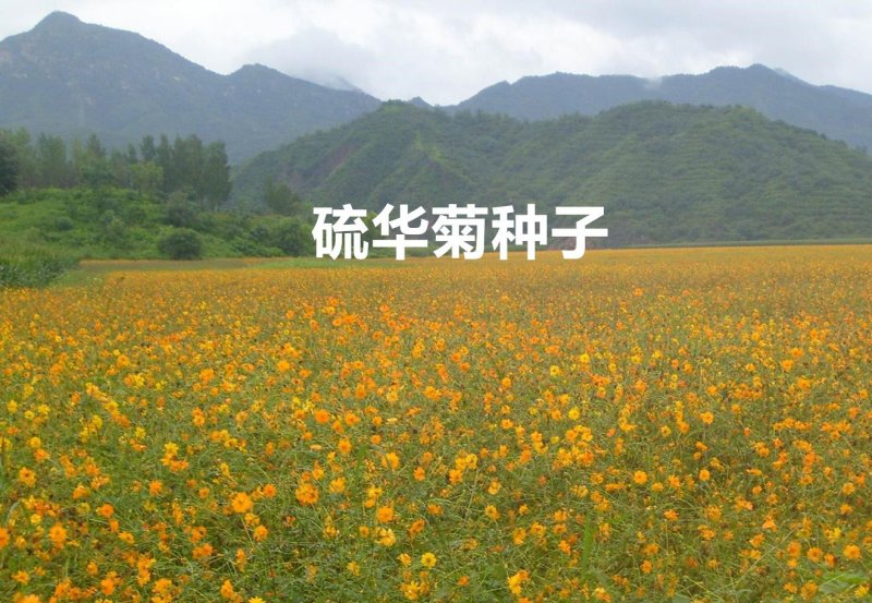 硫华菊种子发芽快花期长净籽6-8斤/亩