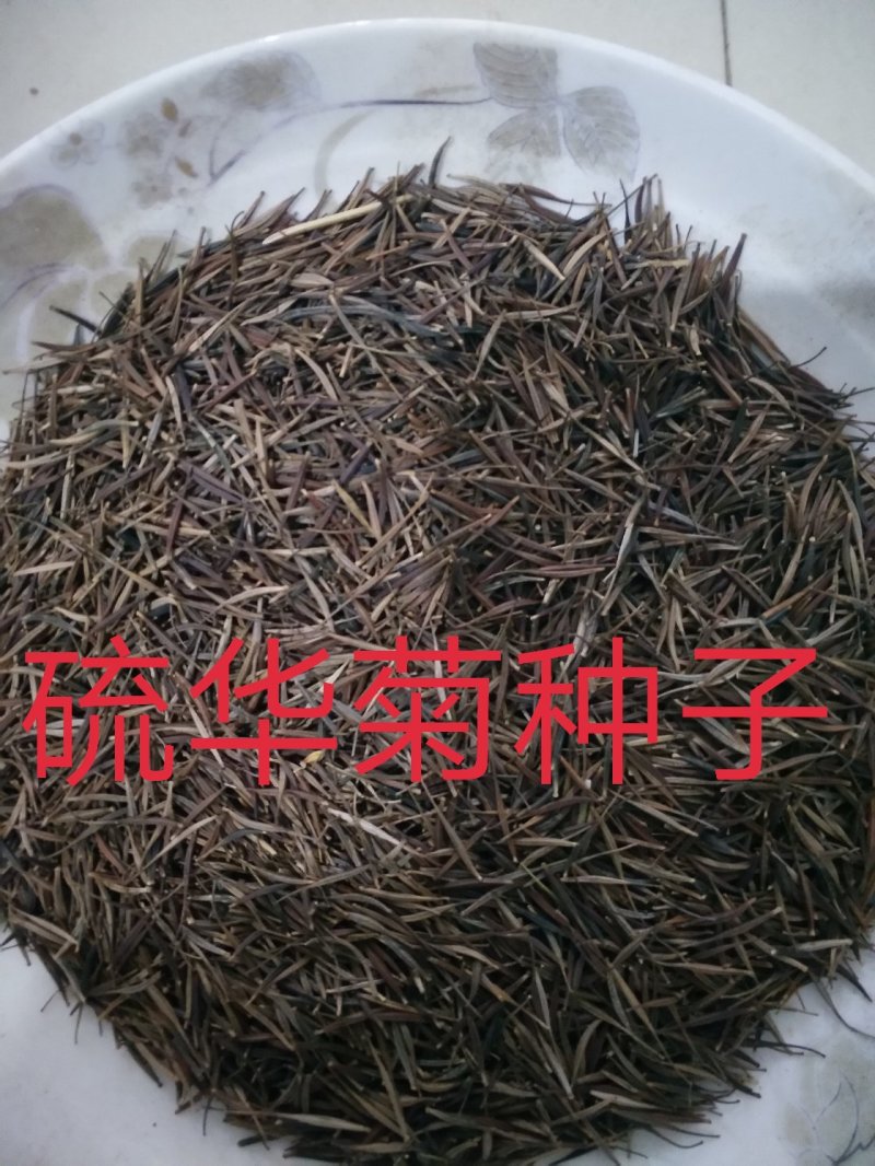 硫华菊种子发芽快花期长净籽6-8斤/亩