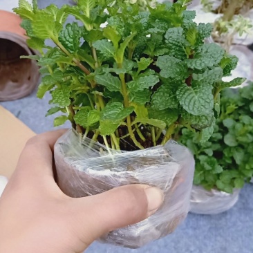 薄荷盆栽可食用留兰香室内大盆香草柠檬水培迷迭香驱蚊薄荷叶