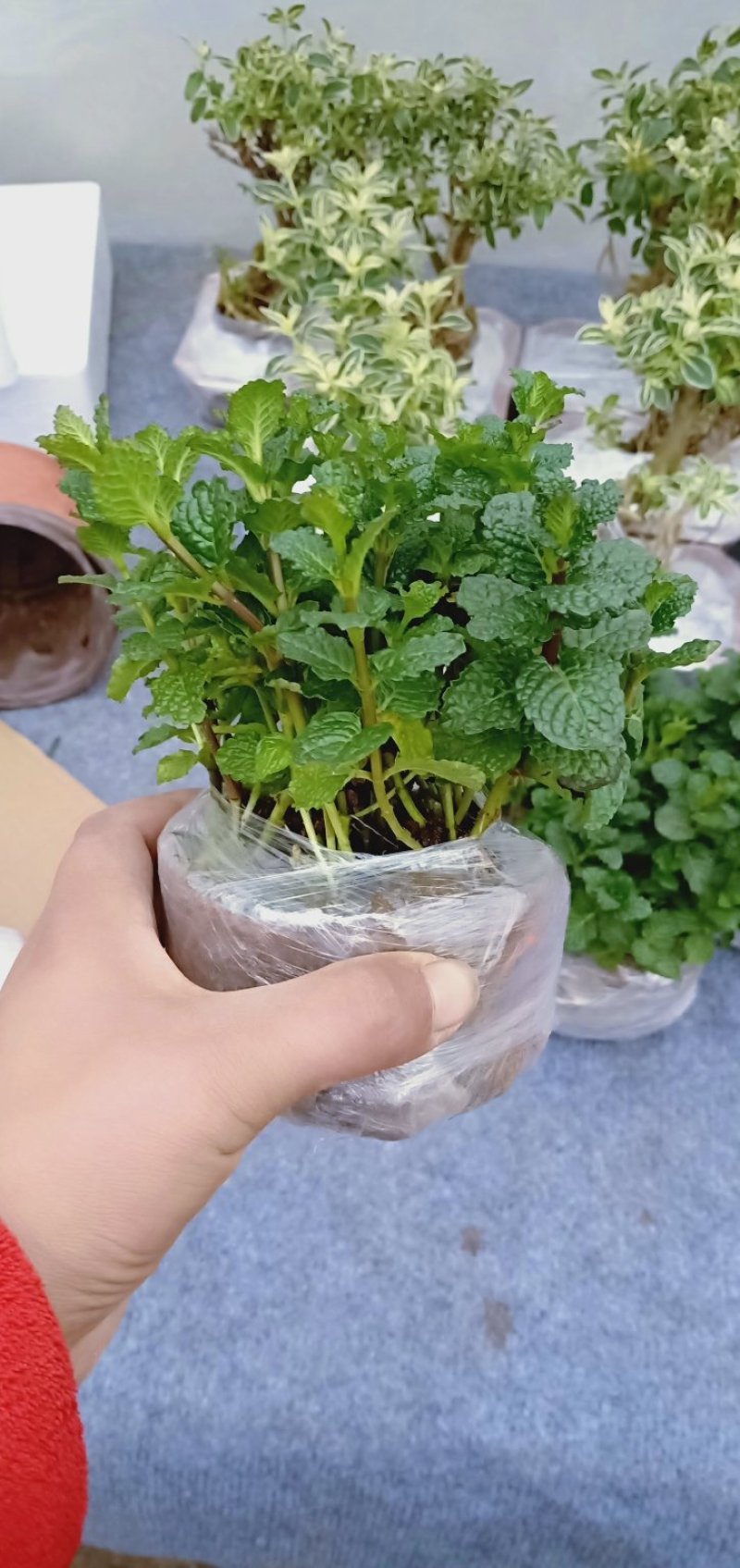 薄荷盆栽可食用留兰香室内大盆香草柠檬水培迷迭香驱蚊薄荷叶