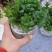 薄荷盆栽可食用留兰香室内大盆香草柠檬水培迷迭香驱蚊薄荷叶