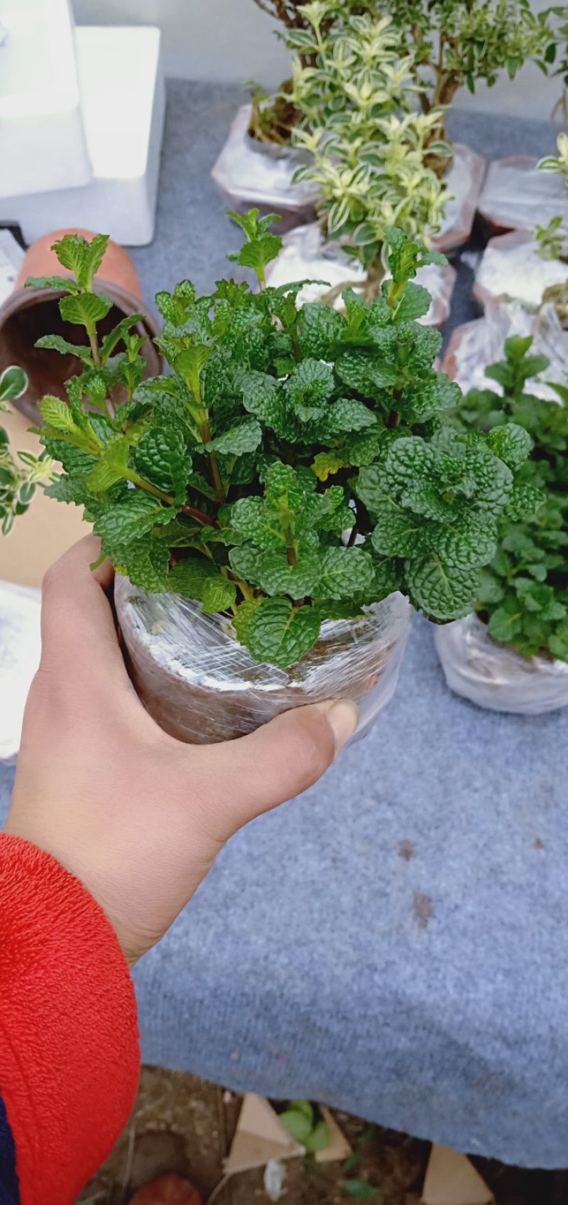 薄荷盆栽可食用留兰香室内大盆香草柠檬水培迷迭香驱蚊薄荷叶
