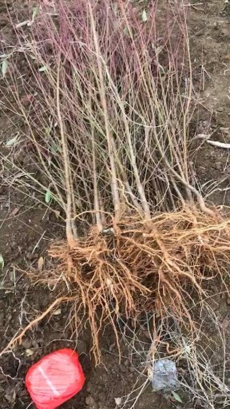 水果种苗