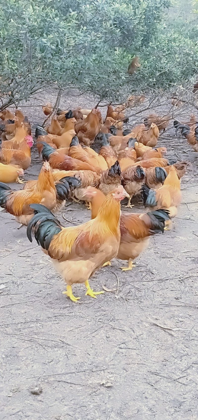 靓阉鸡