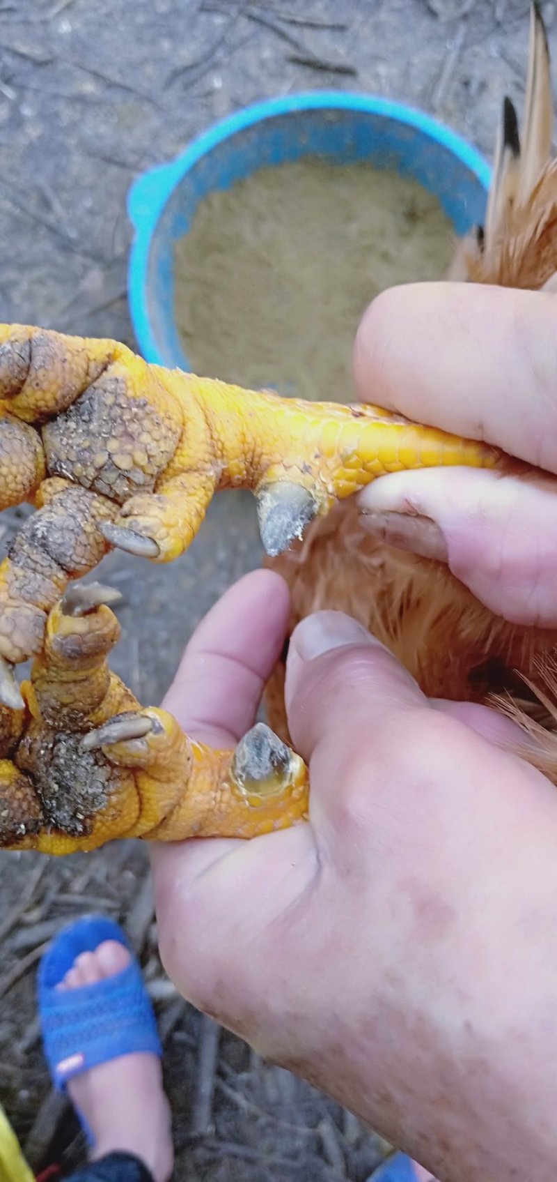 靓阉鸡