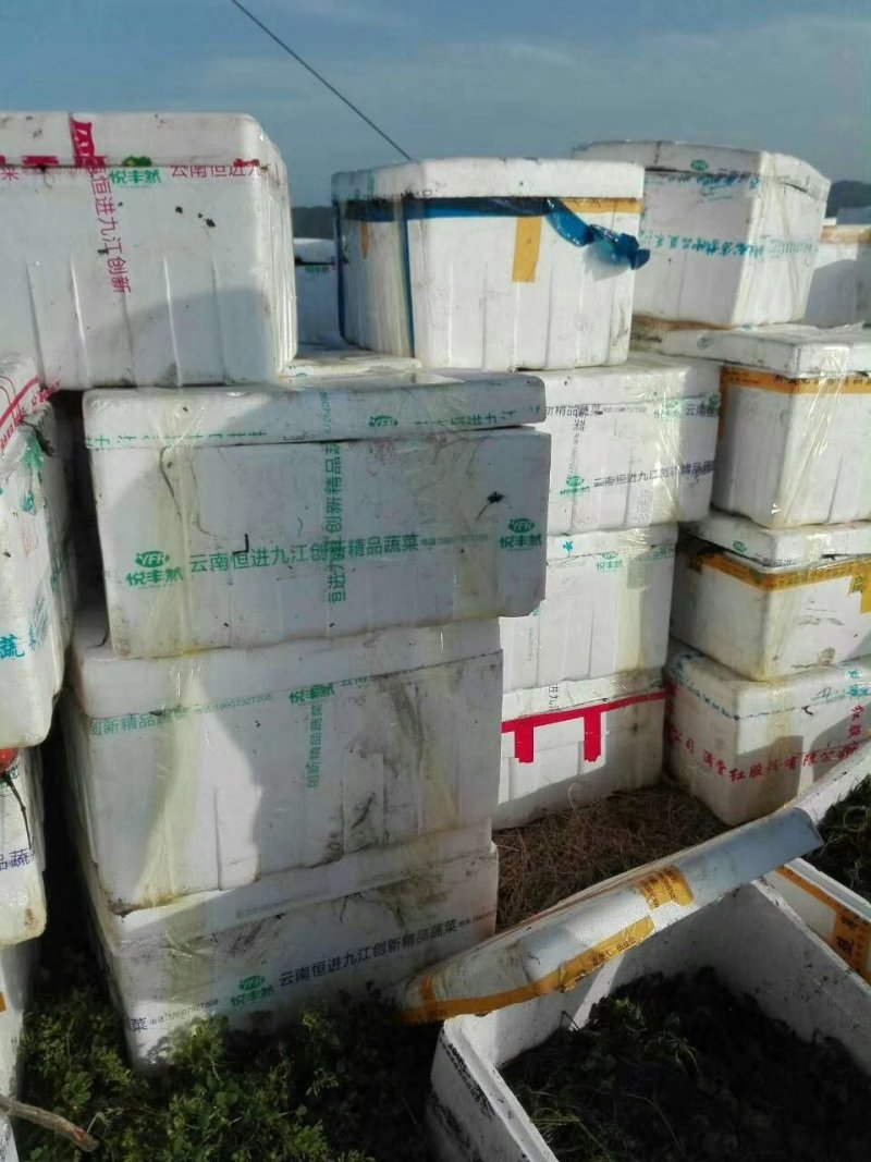 青菱苗优质高产大量供货量大价优