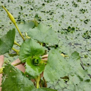 青菱苗优质高产大量供货量大价优