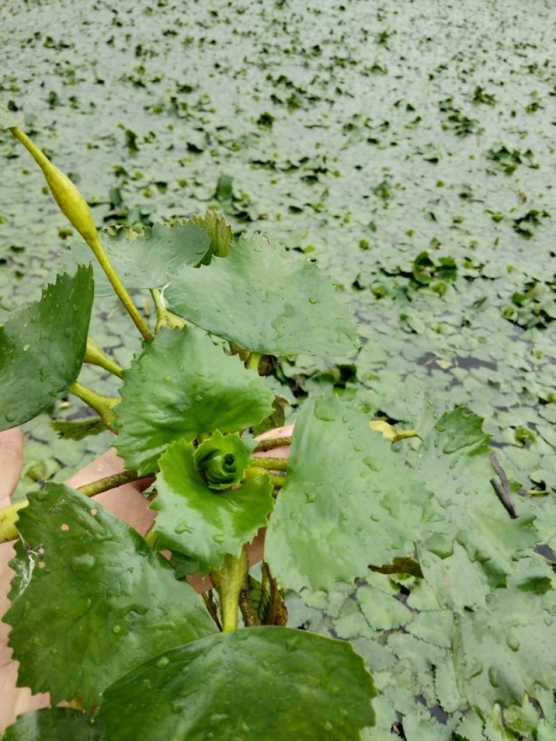 青菱苗优质高产大量供货量大价优