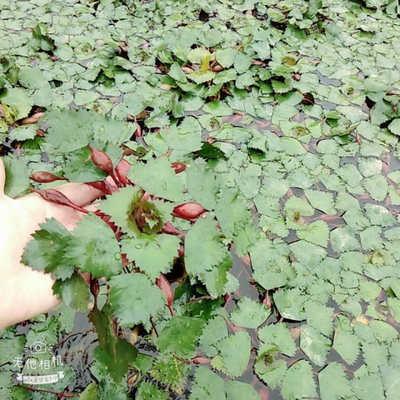 青菱苗优质高产大量供货量大价优