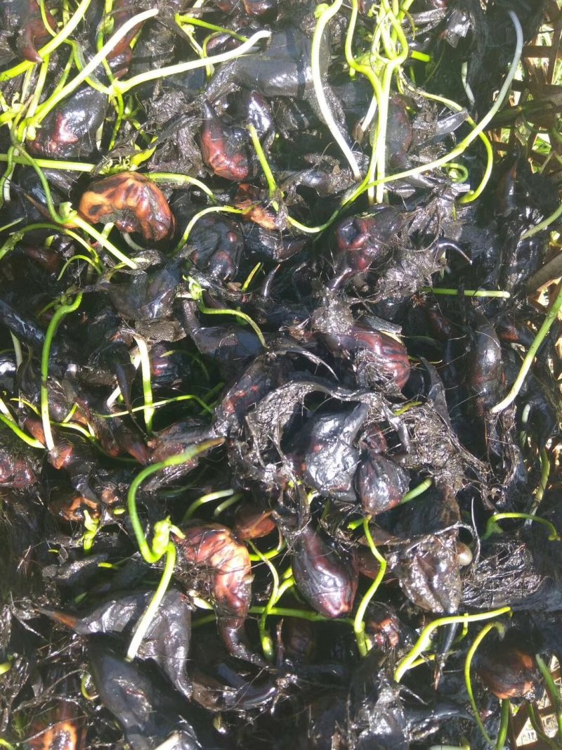 青菱苗优质高产大量供货量大价优