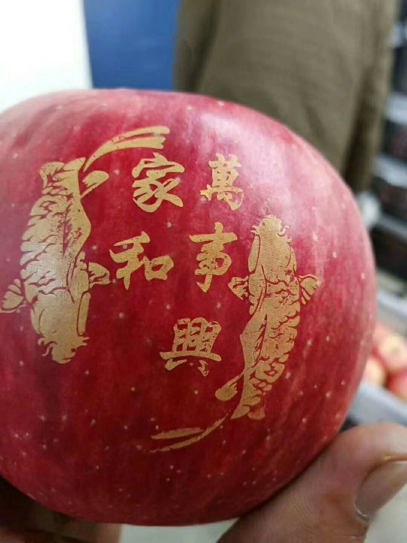 红富士河北苹果纸袋，山泉水浇灌，日照时间长，含糖量超。