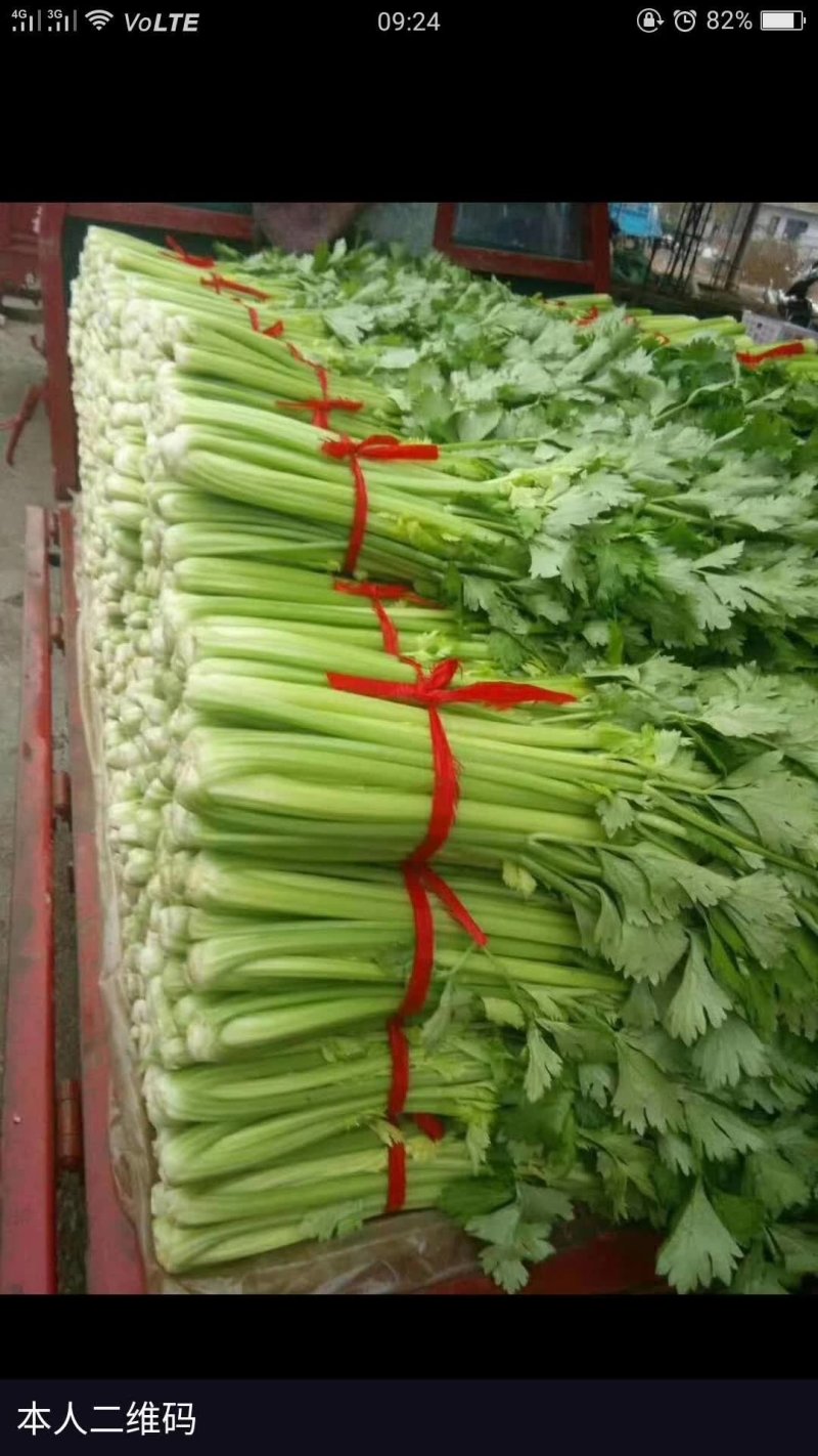 沂南芹菜，中颗细颗产地直发直销，质量好电商，食堂，市场选
