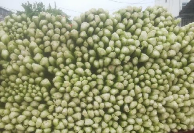 沂南芹菜，中颗细颗产地直发直销，质量好电商，食堂，市场选