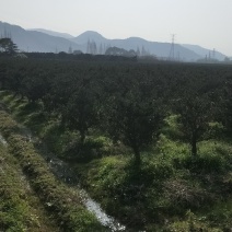 罗汉松大小盆景。五针松盘景