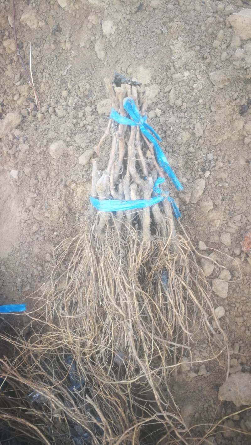 摩尔多瓦葡萄苗基地直发，纯度保证