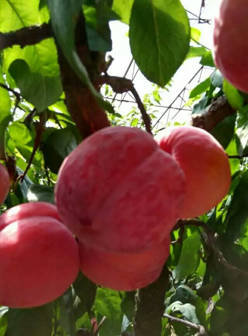 幸运女神李子苗，提供种植技术。