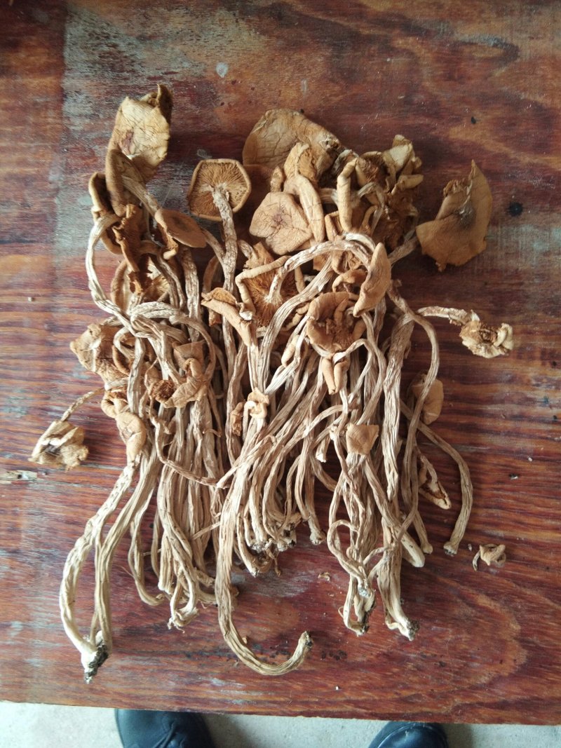 包邮特级半开伞3号茶树菇茶树菇干货产地直销