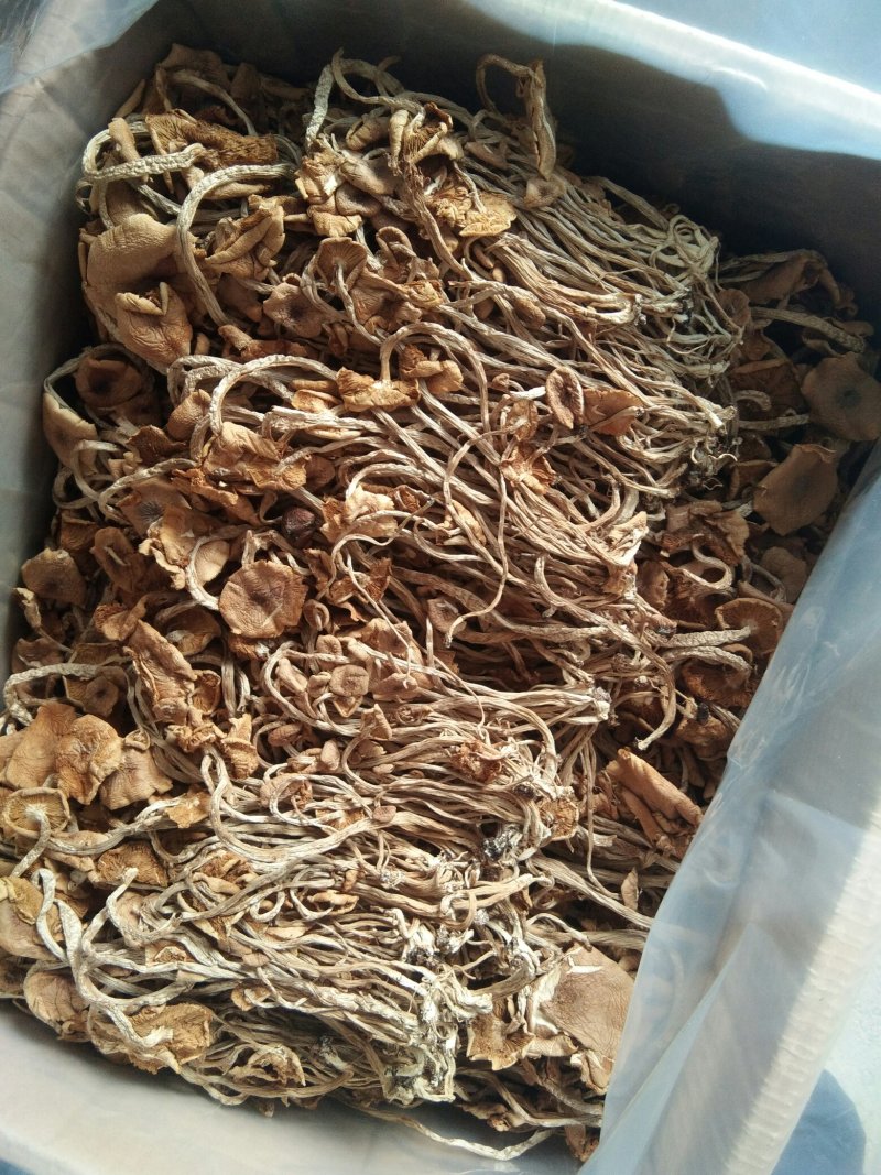 包邮特级半开伞3号茶树菇茶树菇干货产地直销