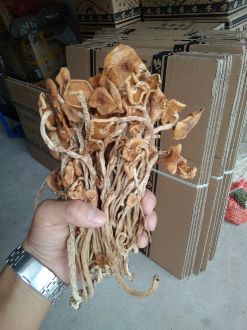 包邮特级半开伞3号茶树菇茶树菇干货产地直销