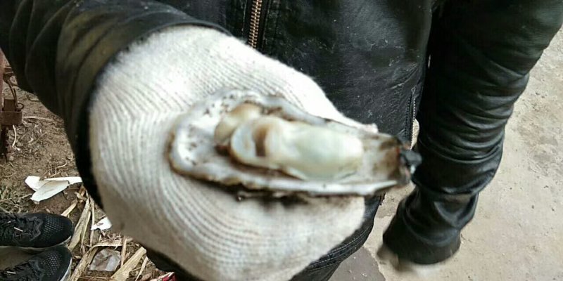 生蚝可以发物流，整车配送，零担都可以发车的