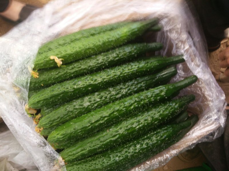 大量供应密刺黄瓜，瓜把短瓜条直，颜色油绿，口感好，常年有