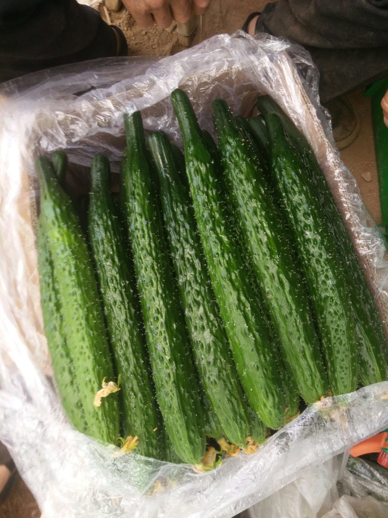 大量供应密刺黄瓜，瓜把短瓜条直，颜色油绿，口感好，常年有