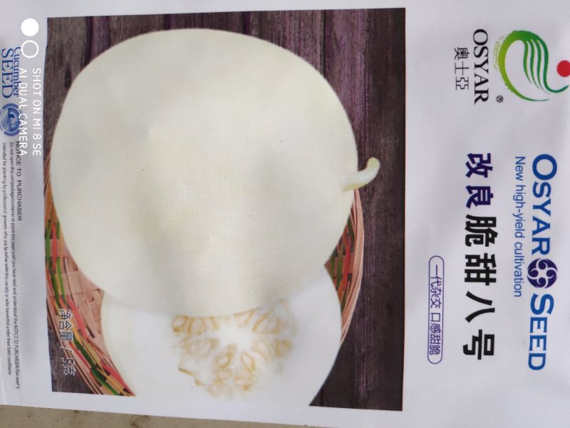 改良脆甜八号甜瓜种子