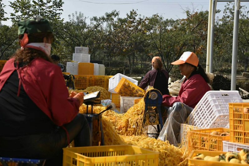 陕西特产富平霜柿饼，一百斤起