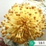 家庭栽培金针菇出菇包,菌种和产品。