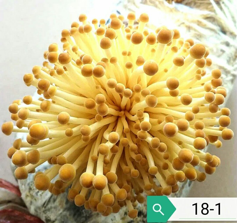 家庭栽培金针菇出菇包，菌种和产品。