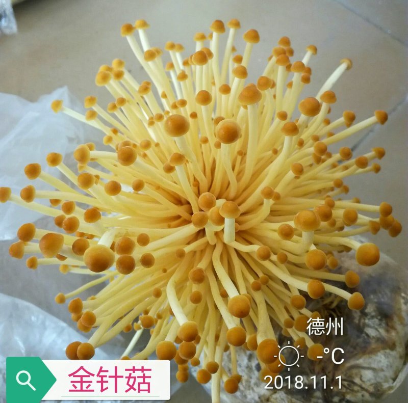 家庭栽培金针菇出菇包，菌种和产品。