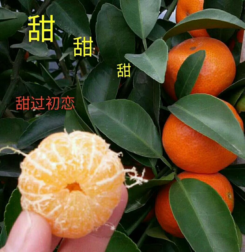 沙糖桔百家果包园订购诚信专业代办代发大量货源