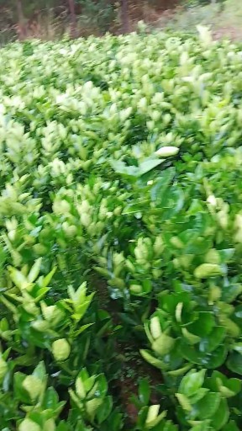 卡拉卡拉红肉脐橙苗一品种纯正，质量优，可鉴合同，提供技术