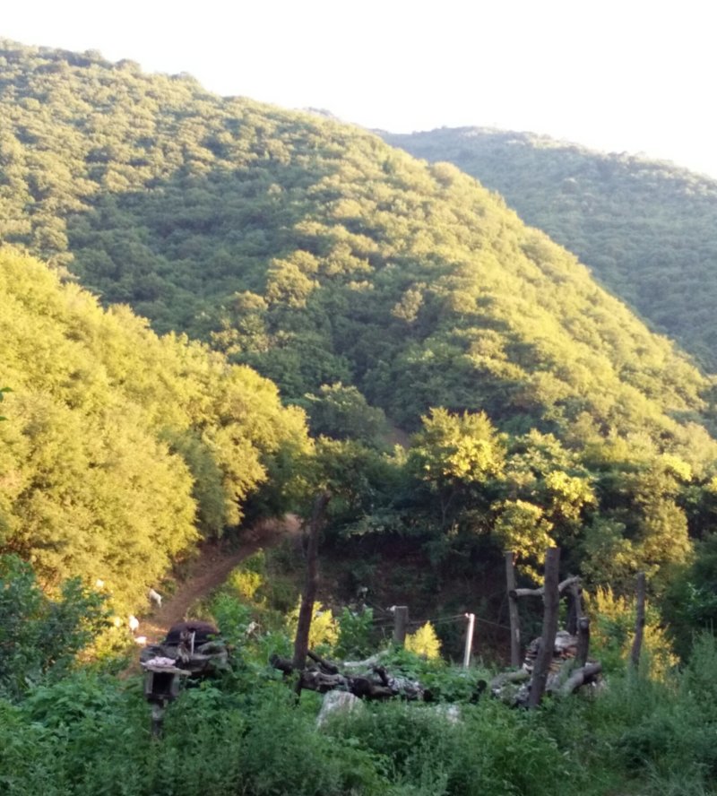 灵宝寺河山老庙土蜂蜜品质保证一首货源支持一件代发