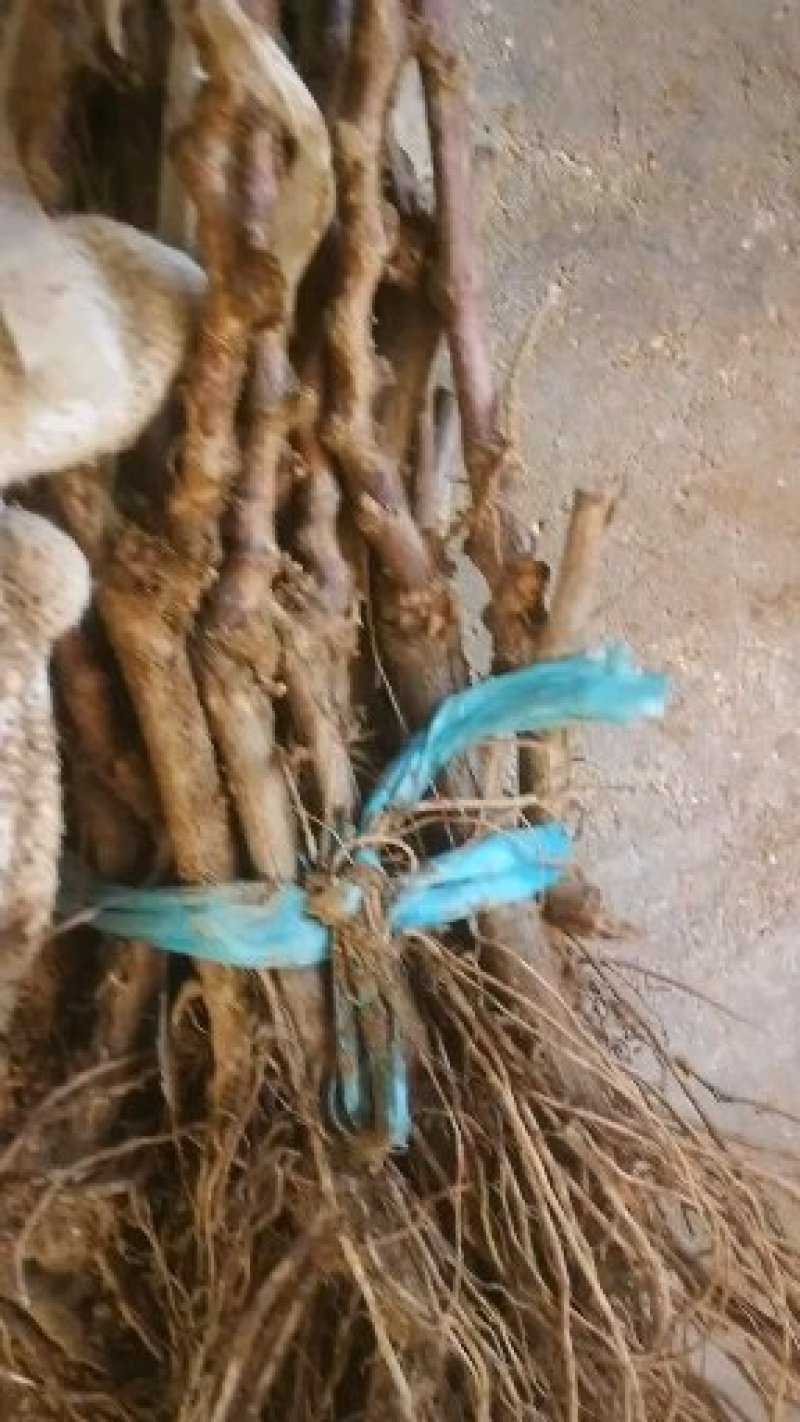 紫甜无核葡萄苗基地繁育，保证纯度，包成活率