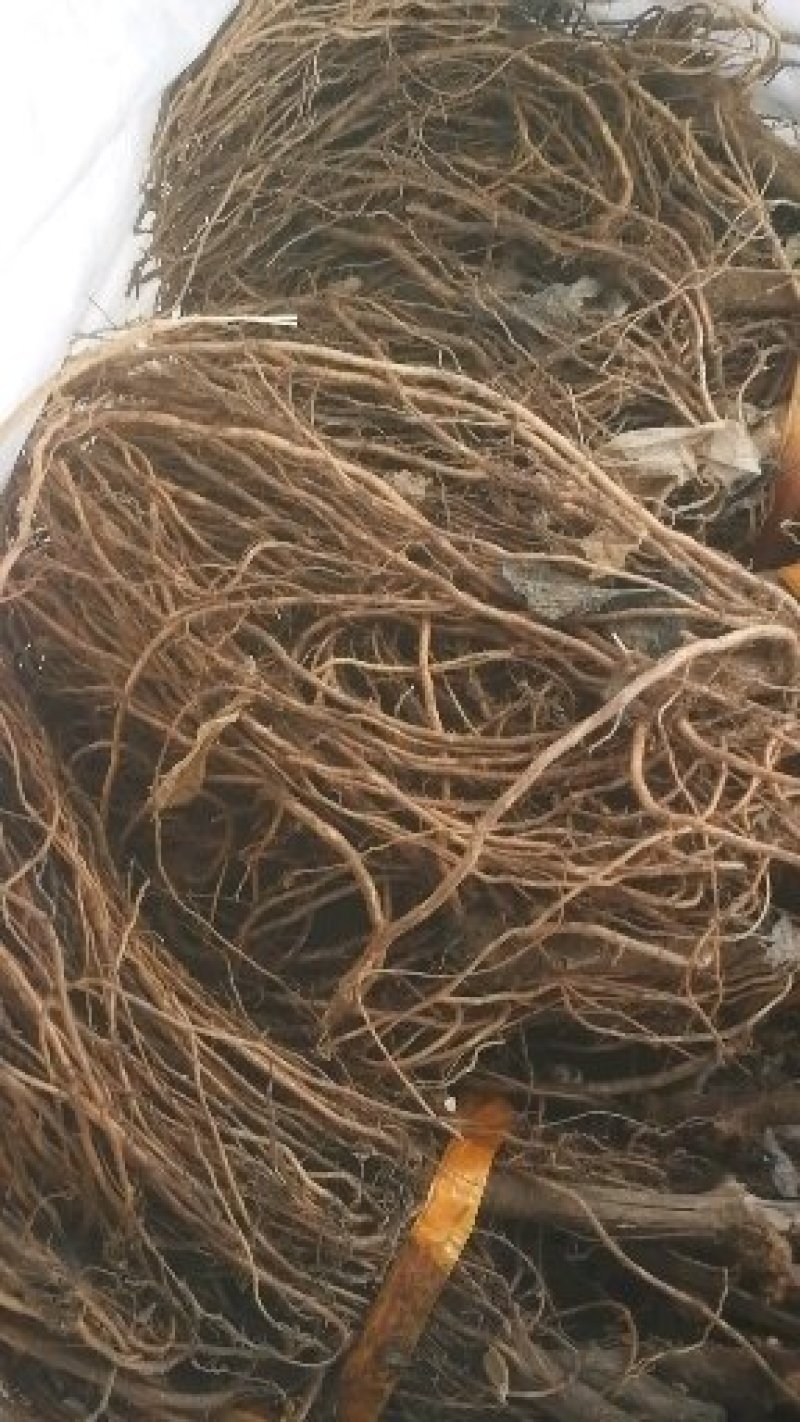紫甜无核葡萄苗基地繁育，保证纯度，包成活率