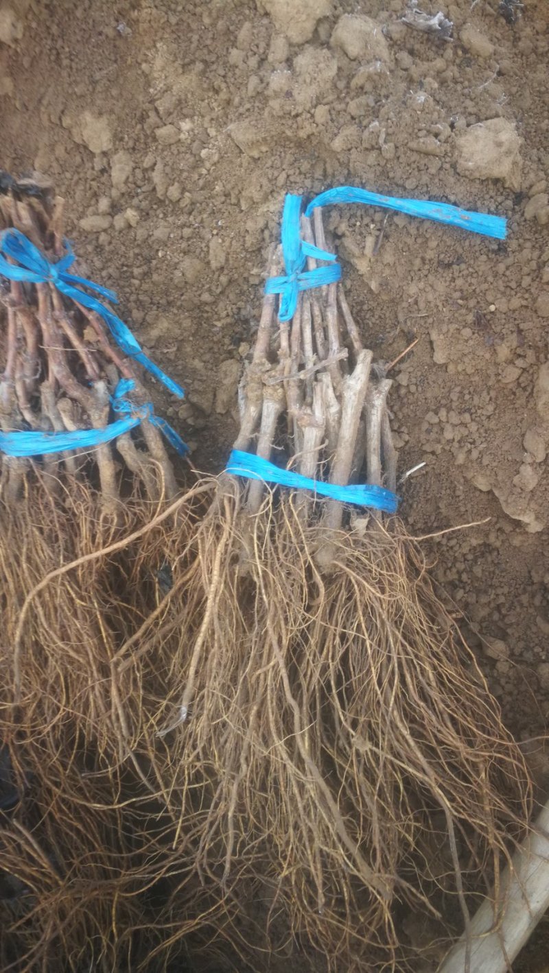 紫甜无核葡萄苗基地繁育，保证纯度，包成活率