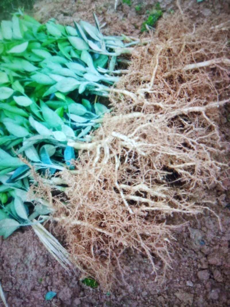 卡拉卡拉红肉脐橙苗一品种纯正，质量优，可鉴合同，提供技术