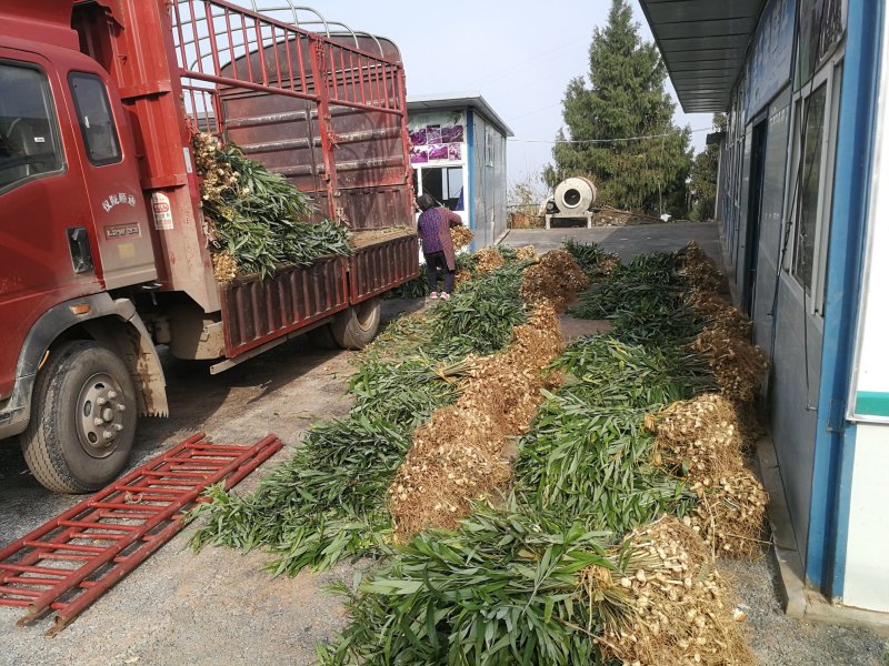 黄精不倒苗中药材黄精种植基地一手源头基地