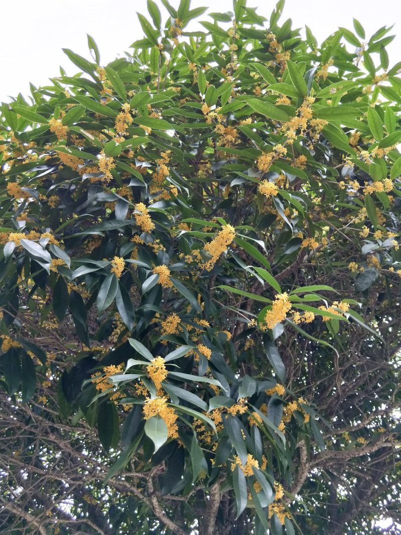 桂花苗-桂花树苗-湖北桂花苗-金桂苗-丹桂苗