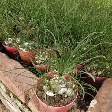 多肉植物