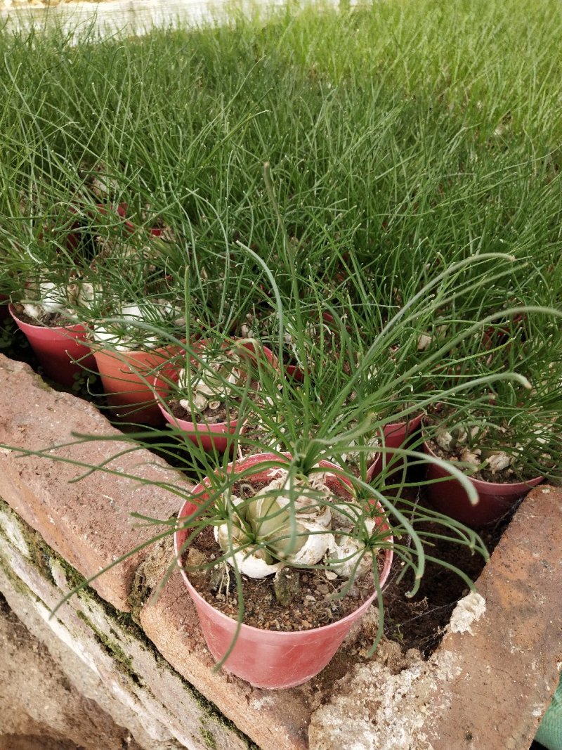 多肉植物