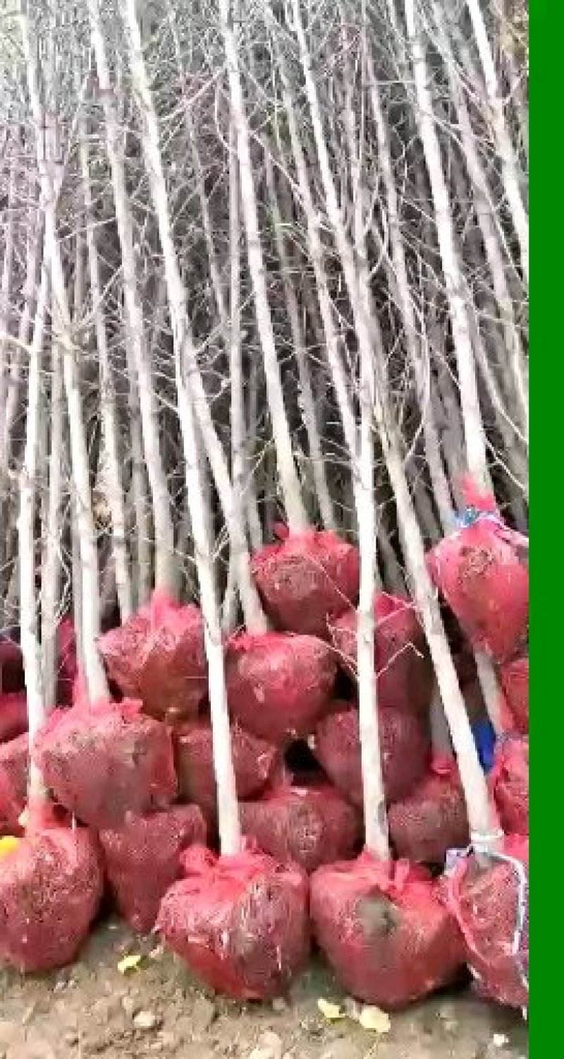绿化苗木