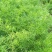 改良大天冬，籽育苗，一年半苗