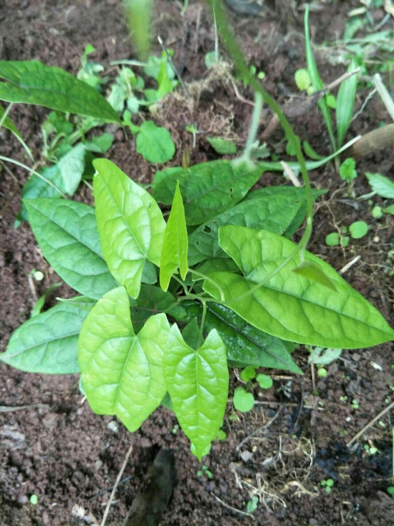 四川金果榄，地苦胆茎苗，黄土培育，基地直供